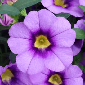 Calibrachoa  Category Image